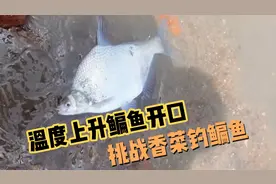 有钓友说鳊鱼喜欢吃香菜，今天在饵料中加入剁碎的香菜来测试下。视频封面