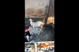 真实记录母羊分娩全过程，一起见证生命的奇迹视频封面