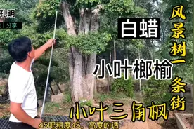 泰安风景树一条街全部大降价处理，白蜡 小叶榔榆 三角枫2000视频封面