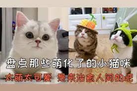 盘点36个萌化了的小猫咪，太萌太可爱了，是来治愈人间的吧！