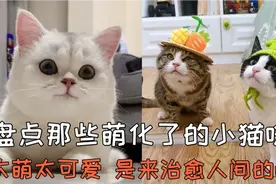 盘点36个萌化了的小猫咪，太萌太可爱了，是来治愈人间的吧！视频封面