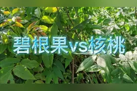 碧根果与核桃的区别大鉴赏！视频封面