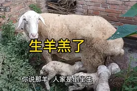 生羊羔子了，放羊大爷喜笑颜开，这是生了多少？视频封面