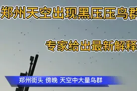 郑州傍晚多处出现大量鸟群！迁移？觅食？预兆？专家给出权威解释视频封面