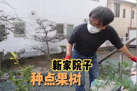 日本的哈根达斯这价格也没人吃，买棵果树种新家，菜地有收获了视频封面