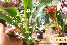 小爽的趣味兰花-咖啡兰和香水美人文心兰，到家装盆和第一次浇水视频封面