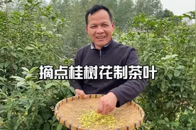 听说桂花树花瓣泡茶，能润喉化痰解牙痛暖胃，龙哥也来试尝一下视频封面