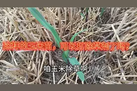 玉米除草剂，三叶到五叶之间除草最好，太早了还真不行！视频封面