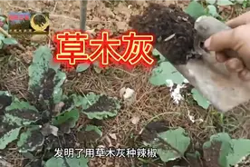 湖南省祁阳市有个农民用草木灰种植辣椒茄子豆角，一株当十株视频封面