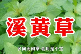 农村一种野草名叫溪黄草，又名熊胆草，用处多价值高遇见请珍惜