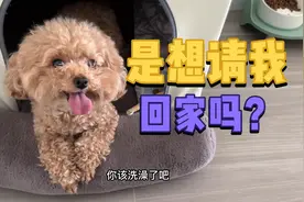 几天没见主人的狗狗愿意回家吗？供暖开始了，猫咪胃口也不好了