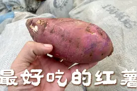 洛阳住在别墅里的红薯，只卖3毛5一斤，软糯香甜太香了视频封面