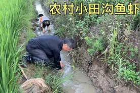 农村小田沟里小鱼小虾挺多，西娃子父子三个把水放干捉小鱼小虾。视频封面