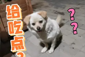 欢快的狗狗爱串门 原因大家一看便知。视频封面