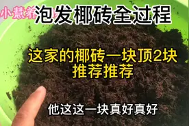 分享泡发椰砖全过程，推荐他家椰砖泡发量一块顶2块，超级简单视频封面
