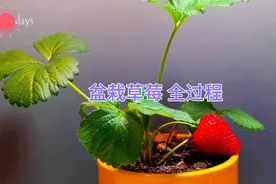 盆栽草莓（全过程） 从种子 发芽 幼苗 开花结果成熟！视频封面
