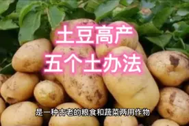 老农种马铃薯常用五个土方法，土豆年年获高产，值得参考和借鉴视频封面