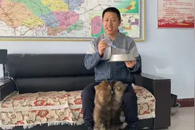 训练小狼服从