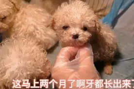 只有一根手指头大的狗狗你们敢养吗？我是不敢养，那还是预订吧！