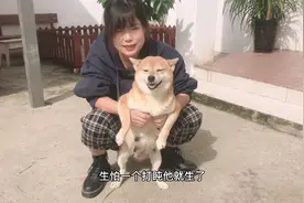 怀孕60天的柴犬，一出笼兴奋满院子乱跑却迟迟不生，急坏了小妹