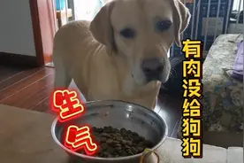 狗狗看到主人煮了一锅肉，自己碗里却没肉，立刻生气不吃视频封面
