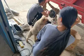 美女与狗狗的趣事视频封面