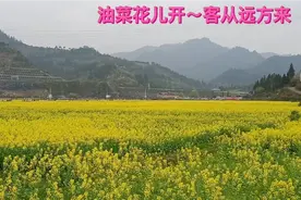 油菜花儿开～客从远方来视频封面
