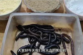 用蚯蚓液配制的饵料，效果特别好，鱼获品种多，个体大。视频封面