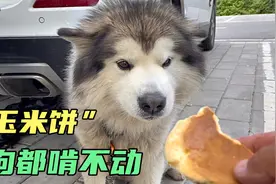 带狗狗自驾游路上，在路边买了一个玉米饼，硬的连狗狗都咬不动视频封面