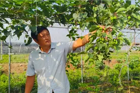 山东大哥种植软枣猕猴桃10年，繁育品种90多个，扦插技术无人能比视频封面