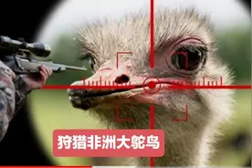 猎人前往非洲狩猎三百斤的大鸵鸟！一粒小小的花生米直接撂倒！视频封面