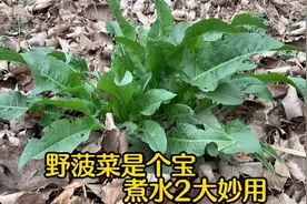 常见植物“野菠菜”又叫野当归，煮水有2大妙用，看完值得收藏视频封面