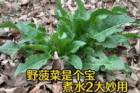 常见植物“野菠菜”又叫野当归，煮水有2大妙用，看完值得收藏视频封面