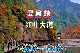 秦岭金秋百里画廊，带你免费畅游灵官峡红叶大道，何家坪花谷视频封面