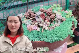 园土也可以种的多肉，繁殖时直接撒在土的表面就可以，你种了吗？视频封面