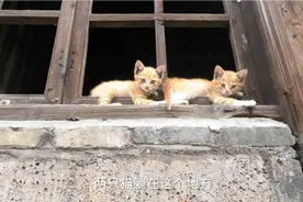 这是双胞胎猫吗？长得那么像，太可爱了视频封面