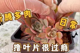 养多肉的乐趣之一，给多肉撸叶片，过程很解压，结果也相当满意视频封面