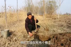 栽树成活妙招，只需两个矿泉水瓶往树根上一套，树苗栽多少活多少视频封面