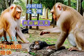丹妮拉死后第三天，阿什利陪伴着它，悲伤之余给它驱赶苍蝇视频封面