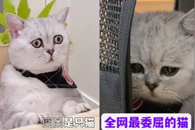 全网最爱哭的猫，每天争风吃醋哭鼻子，网友：这猫也太委屈了吧视频封面