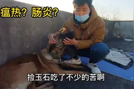马犬拉稀吐黄水不吃饭，万能的网友帮我看看我的狗到底是什么病视频封面