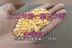 宽子今天去磨了粘玉米和普通玉米，这两种玉米面有什么不同呢？