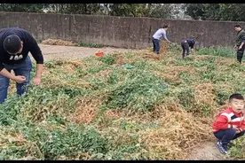 农村生活  摘豌豆全过程