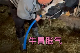 牛胃胀气的处理方法视频封面