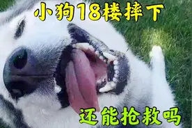 小狗从十八楼掉下，是意外还是蓄谋已久？它还能抢救吗？