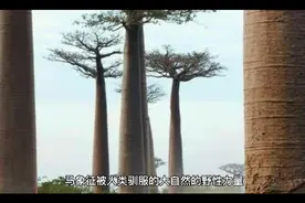 周公解梦之梦见马（一）视频封面