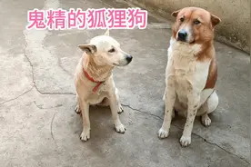 养了条像狐狸的土狗子，鬼精鬼精的，会半路打劫向主人邀功视频封面