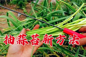 抽蒜苔神器见过吗？提蒜苔高效快捷，不伤蒜杆蒜头结大高产，学学视频封面