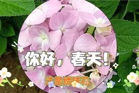 我们的生活如同绣球花，平凡，但也能绽放光彩视频封面