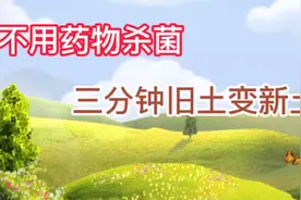 养花种菜的旧土有很多细菌和虫卵，不用药物，三分钟旧土变新土视频封面